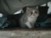 Фото из фильма Кошачьи миры Луиса Уэйна